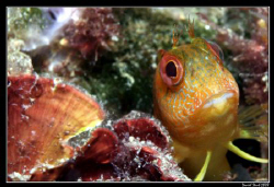 Funny face :-) by Daniel Strub 
